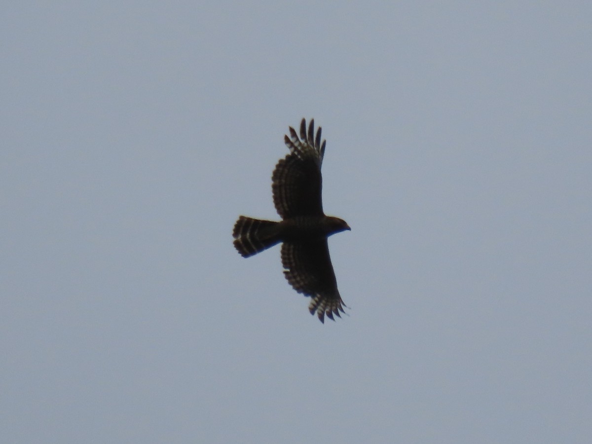 Red-shouldered Hawk - ML619571132