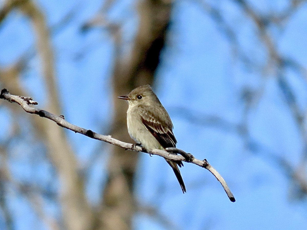 Western Wood-Pewee - Nick A. Komar Jr.