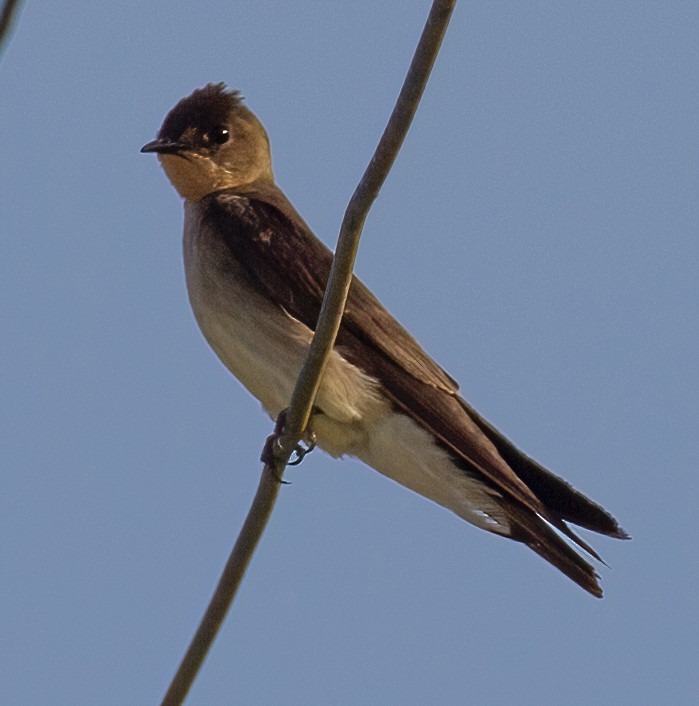 Southern Rough-winged Swallow - José Martín