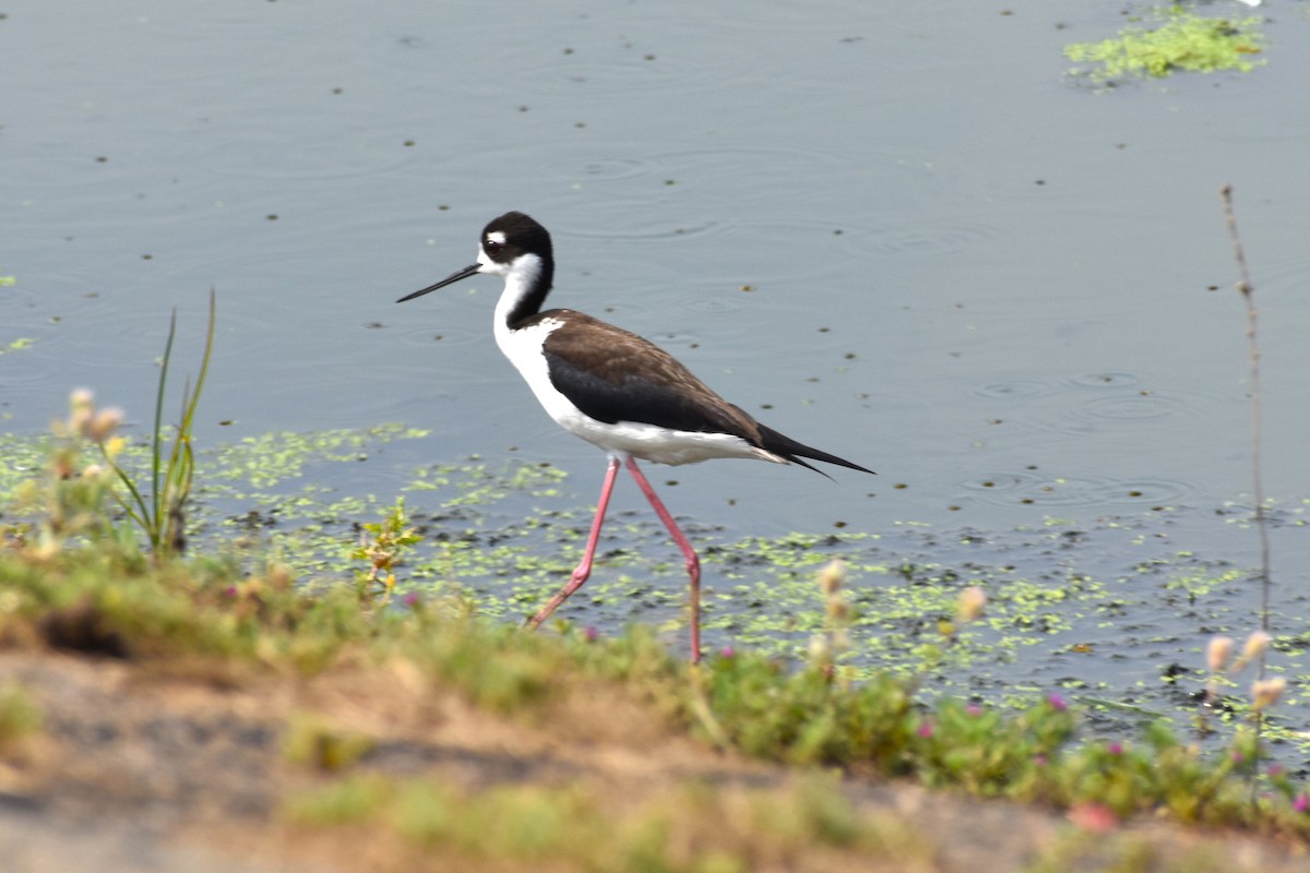 Black-necked Stilt - ML619571142