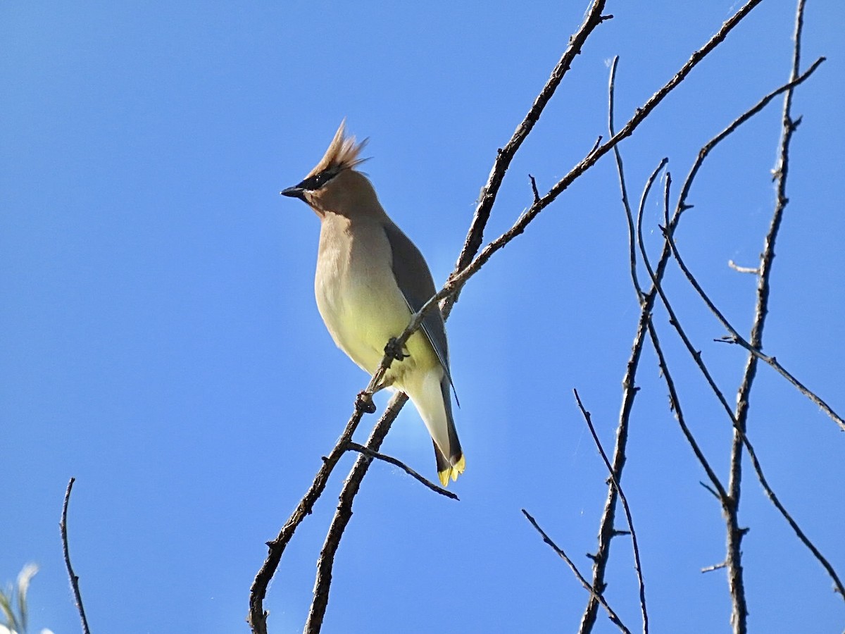 Cedar Waxwing - Nick A. Komar Jr.