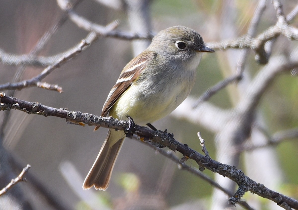 Least Flycatcher - D & I Fennell