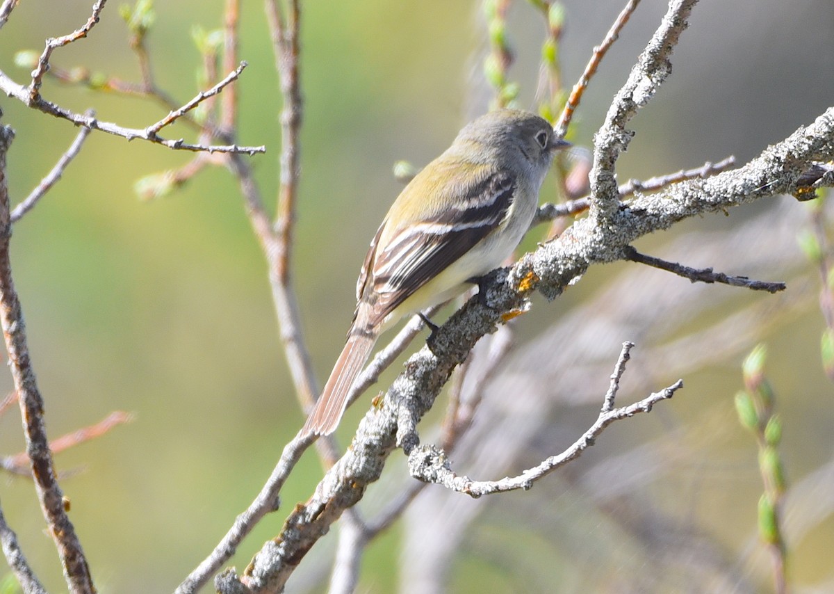 Least Flycatcher - D & I Fennell