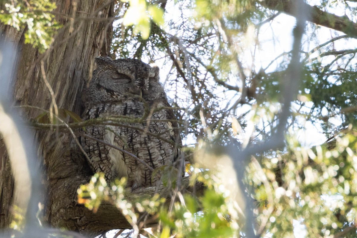 Eastern Screech-Owl - Kees de Mooy