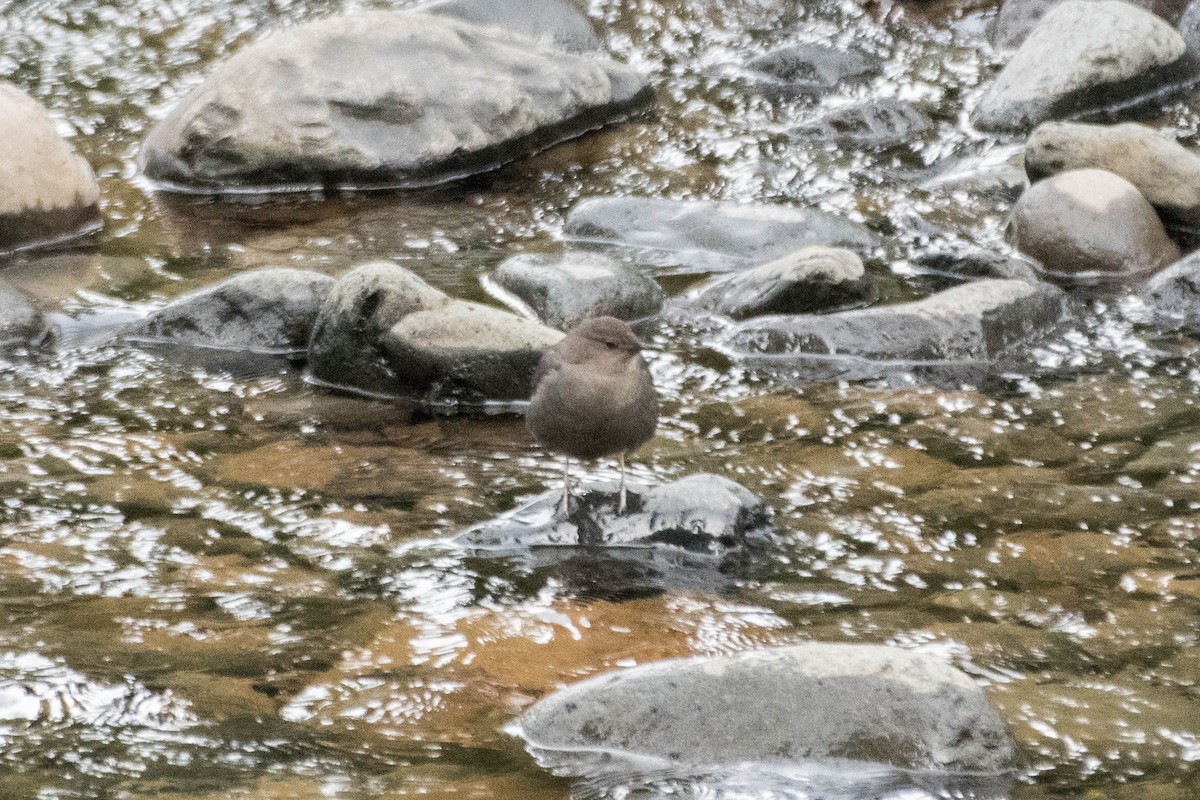 American Dipper - Joshua Little