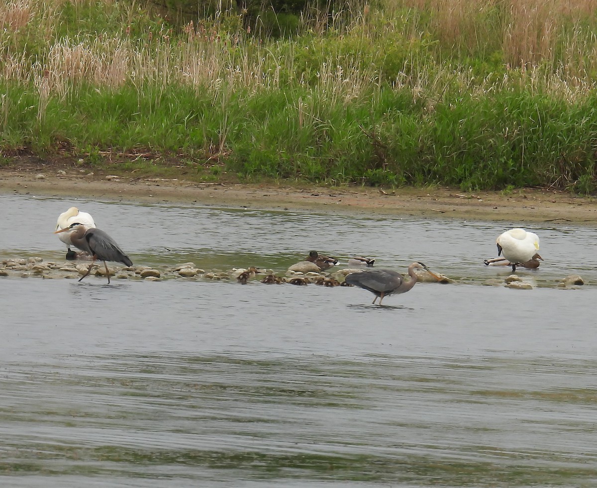 Great Blue Heron - Hin Ki  & Queenie  Pong