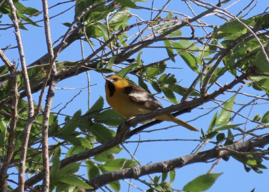 Bullock's Oriole - Nick A. Komar Jr.