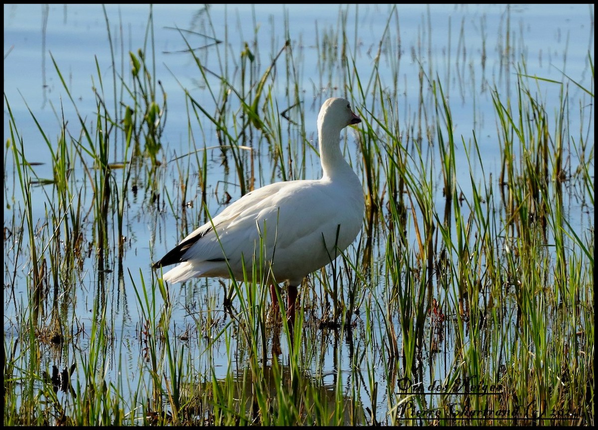 Snow Goose - pierre chartrand