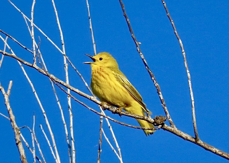 Yellow Warbler - Nick A. Komar Jr.