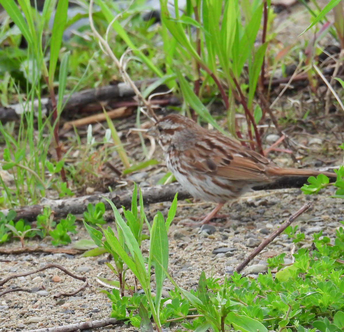 Song Sparrow - Hin Ki  & Queenie  Pong