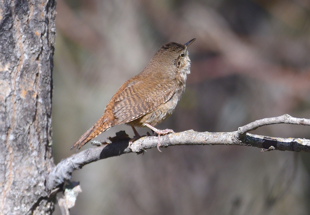 House Wren - D & I Fennell