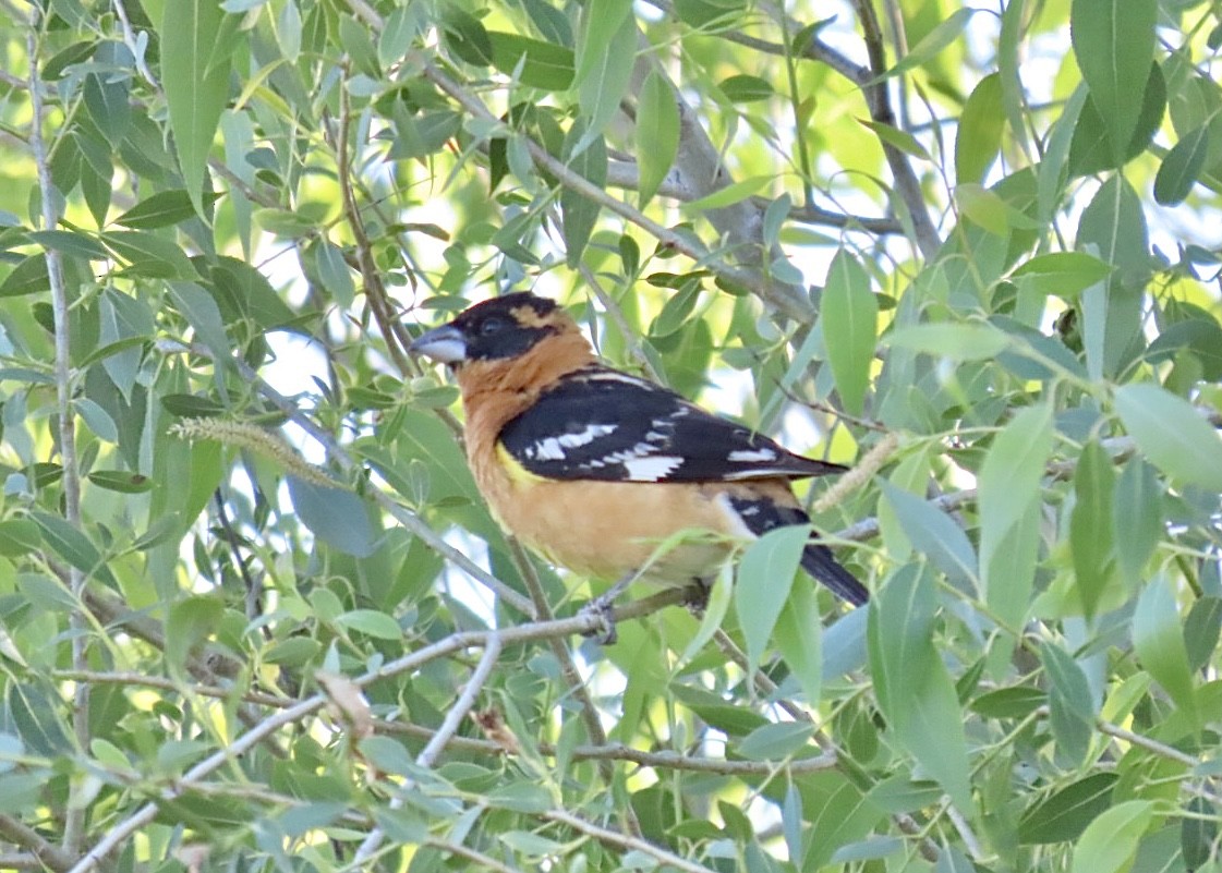 Black-headed Grosbeak - Nick A. Komar Jr.