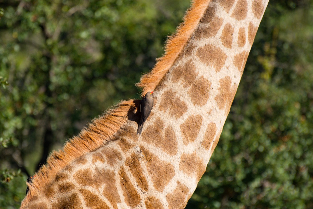 Red-billed Oxpecker - ML619571167