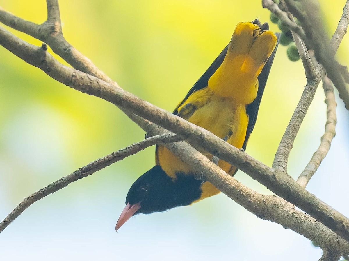 Black-hooded Oriole - Jean-Louis  Carlo