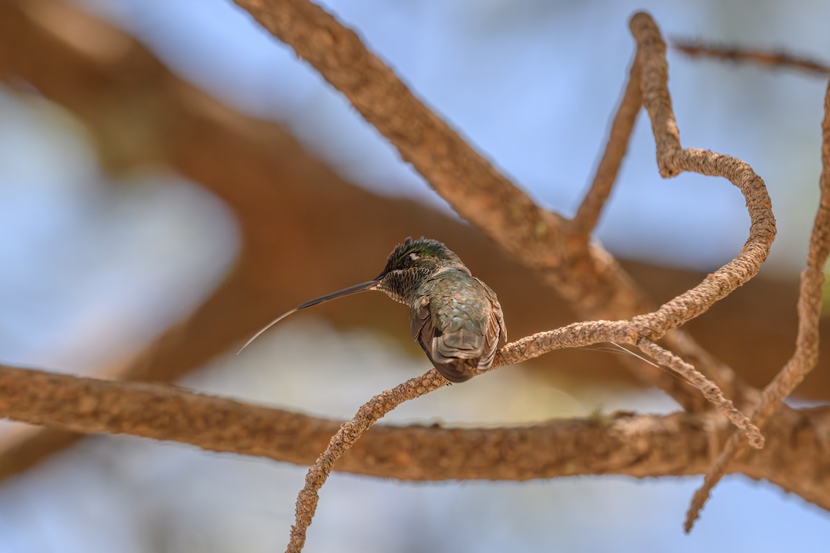 Rivoli's Hummingbird - Joe Ventimiglia