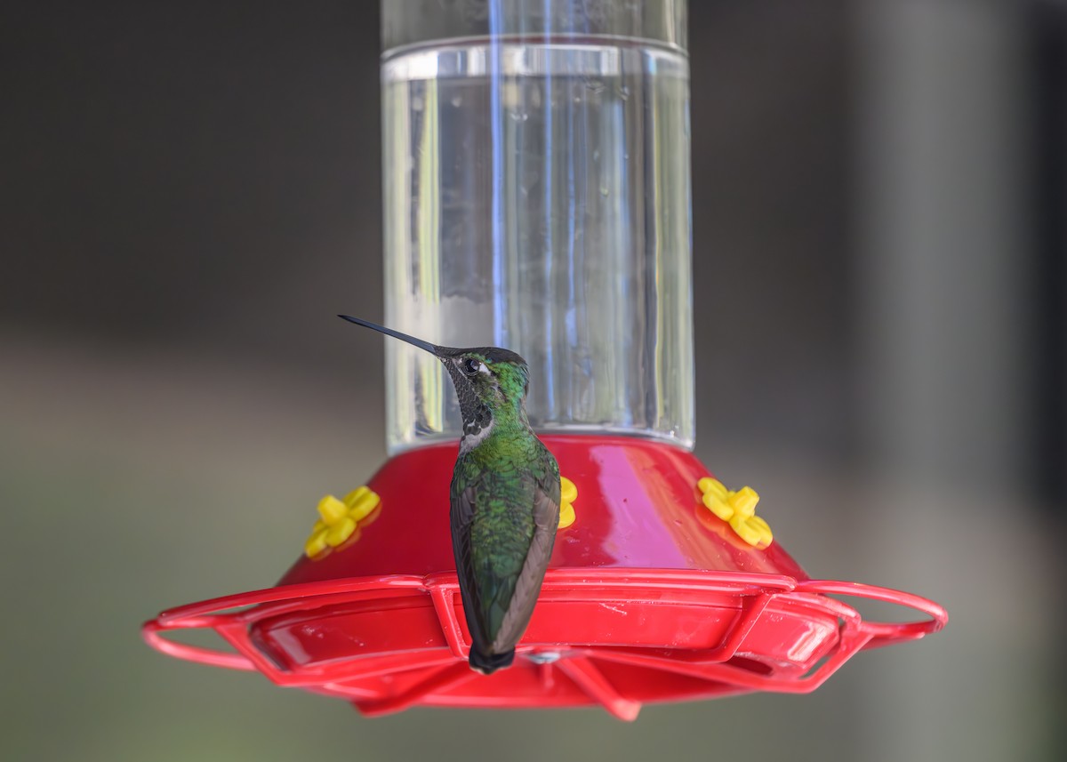 Rivoli's Hummingbird - Joe Ventimiglia