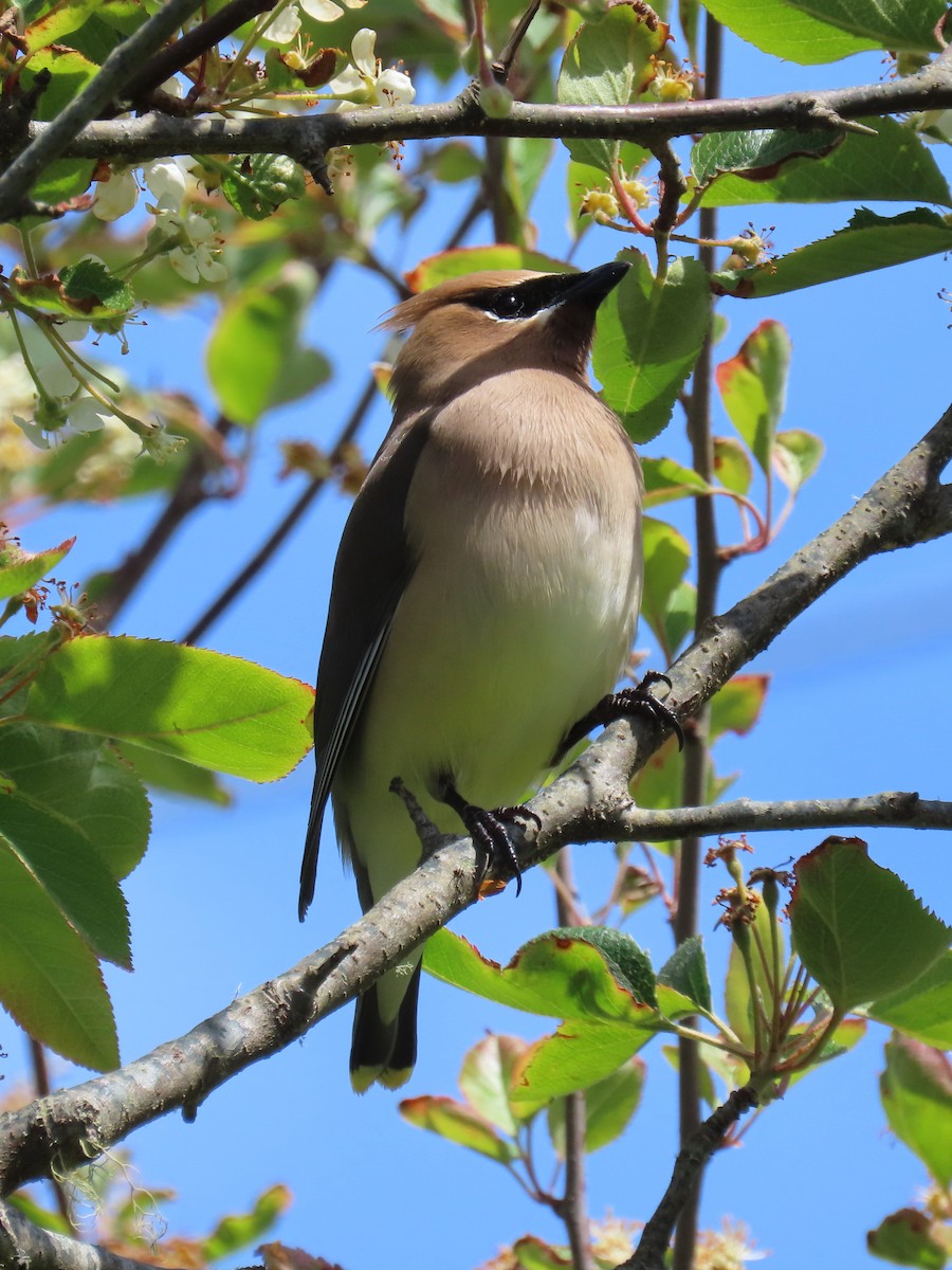 Cedar Waxwing - ML619571179