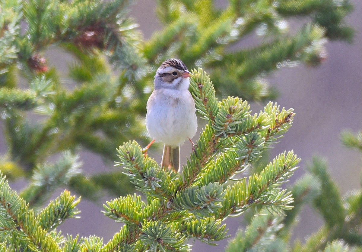 Clay-colored Sparrow - D & I Fennell