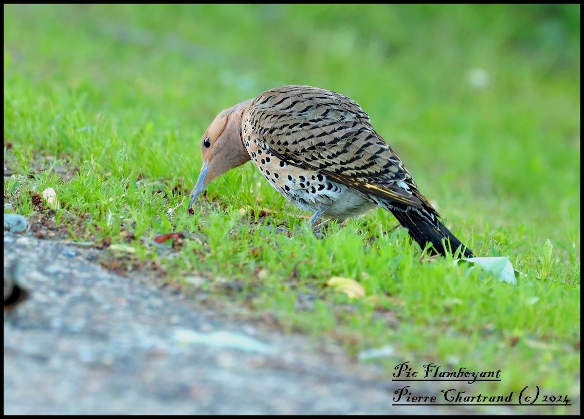 Northern Flicker - pierre chartrand