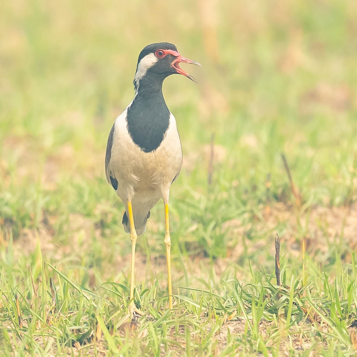 Red-wattled Lapwing - Jean-Louis  Carlo