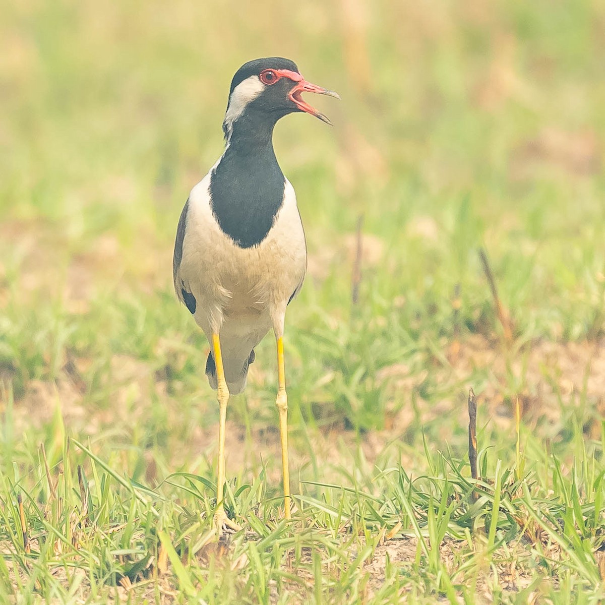 Red-wattled Lapwing - Jean-Louis  Carlo