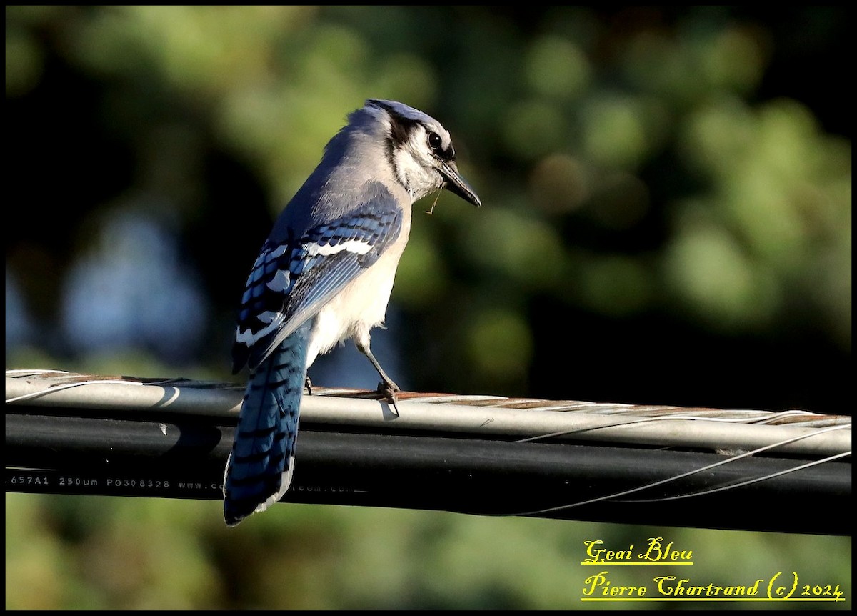 Blue Jay - pierre chartrand