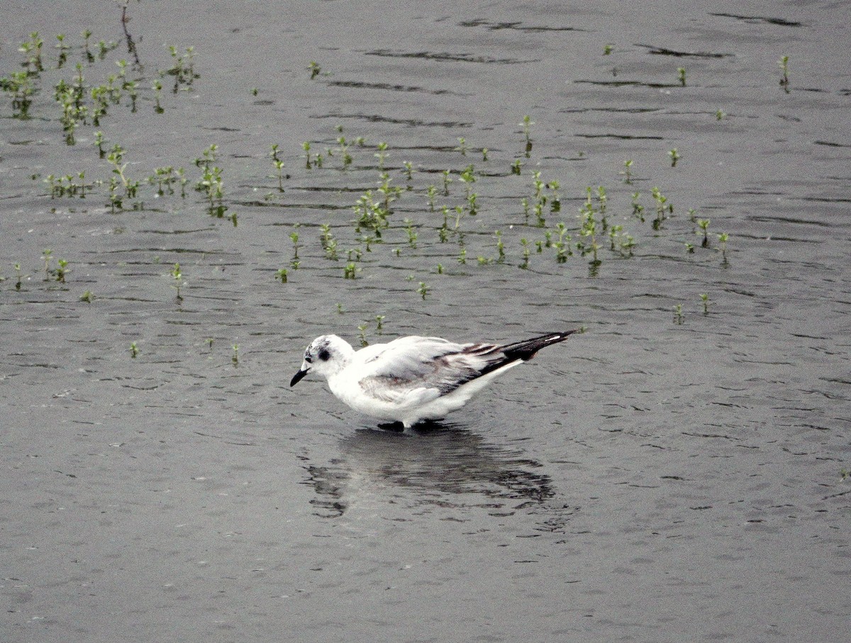 Bonaparte's Gull - Ann Marshall