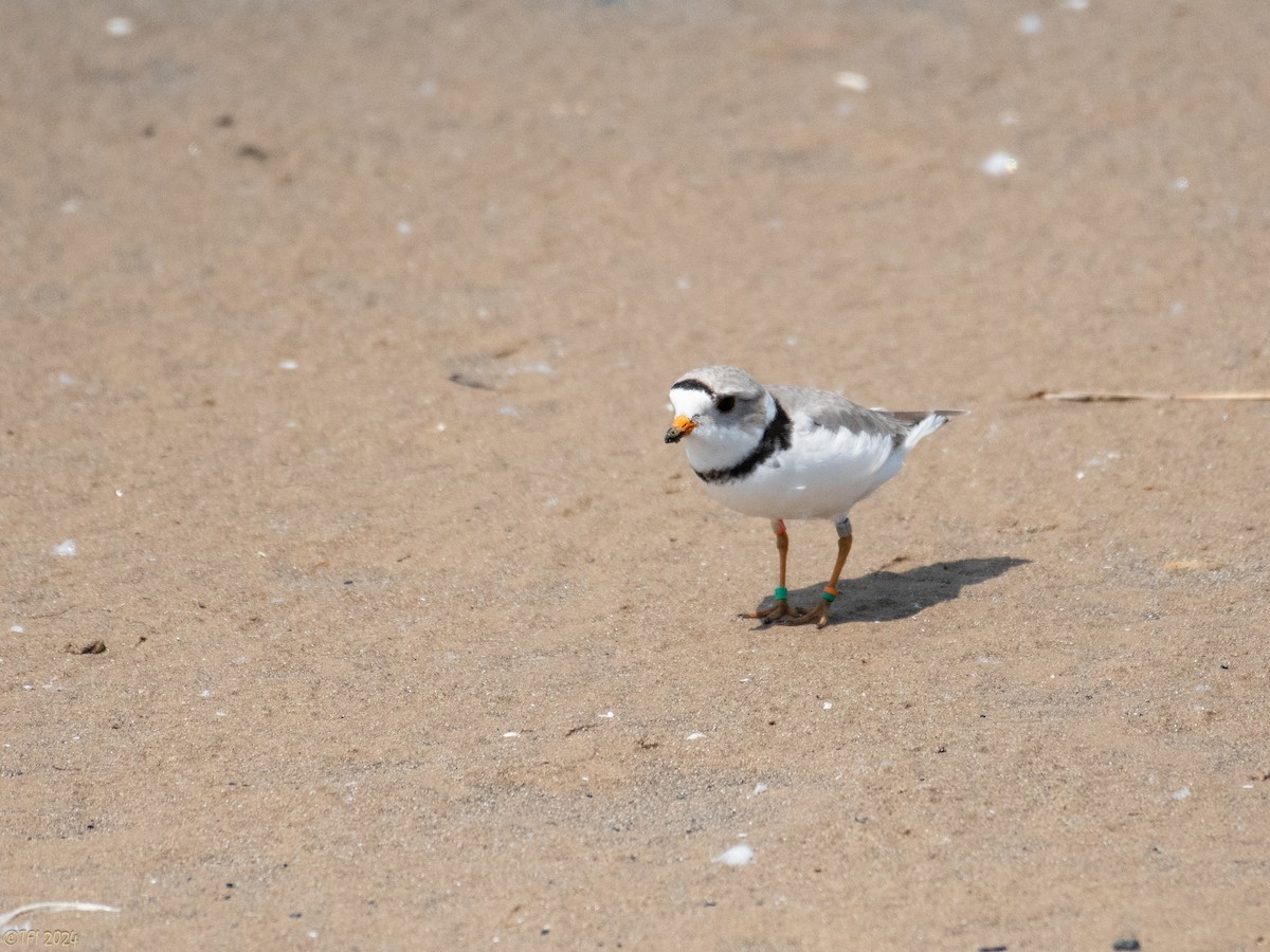 Piping Plover - ML619571209