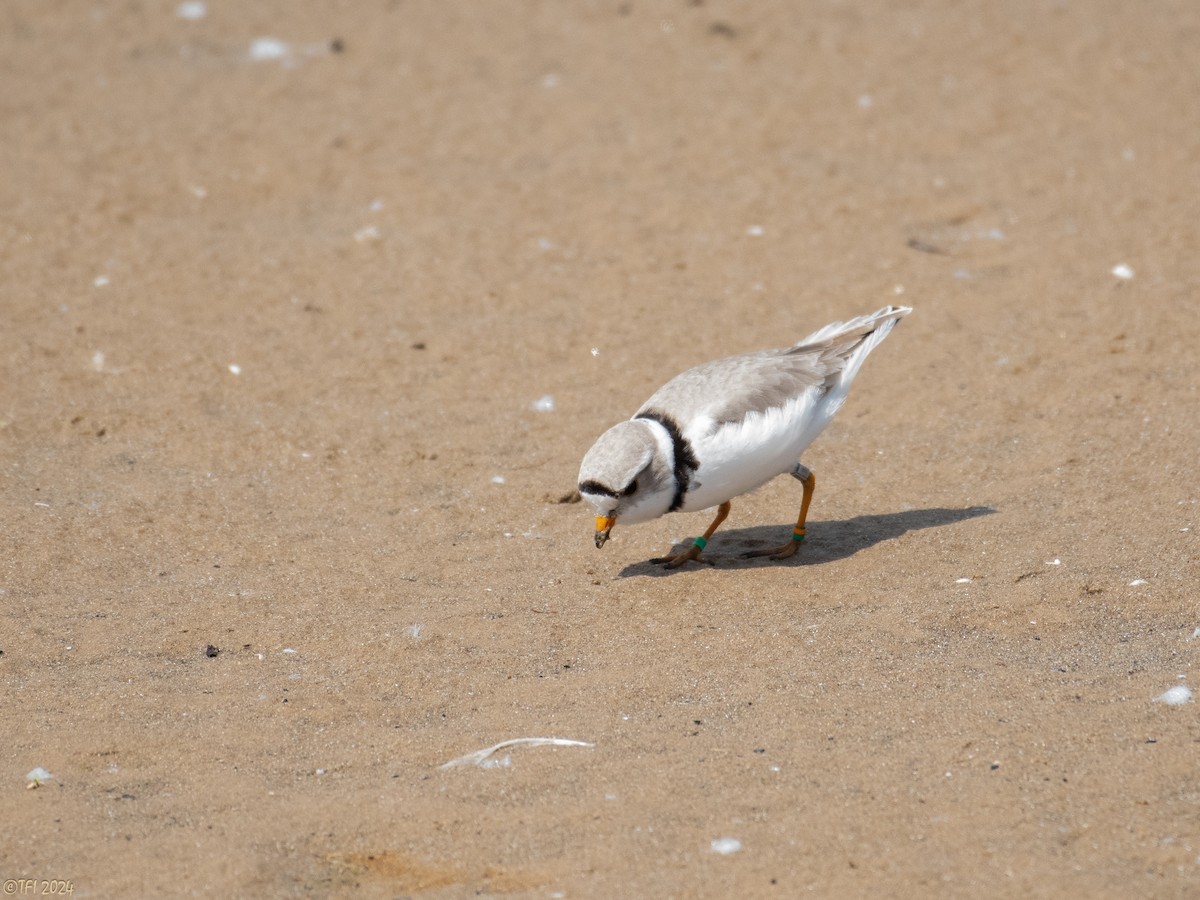 Piping Plover - T I