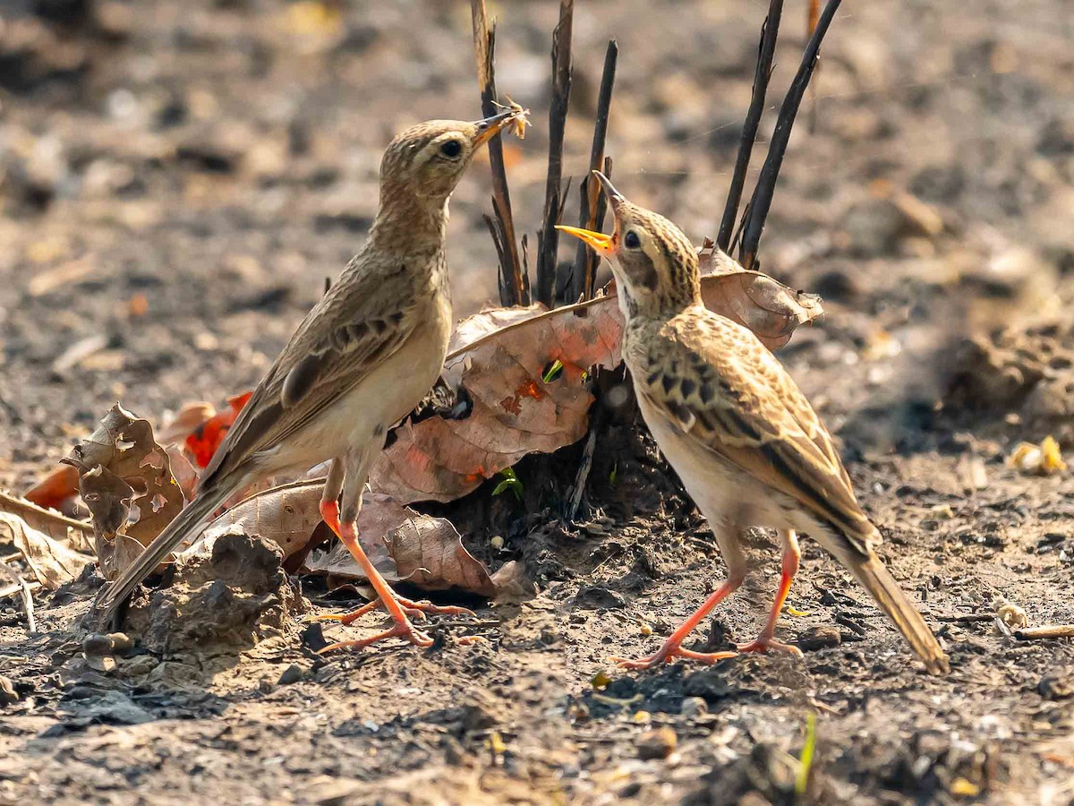 Paddyfield Pipit - Jean-Louis  Carlo