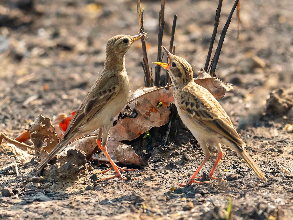 Paddyfield Pipit - Jean-Louis  Carlo