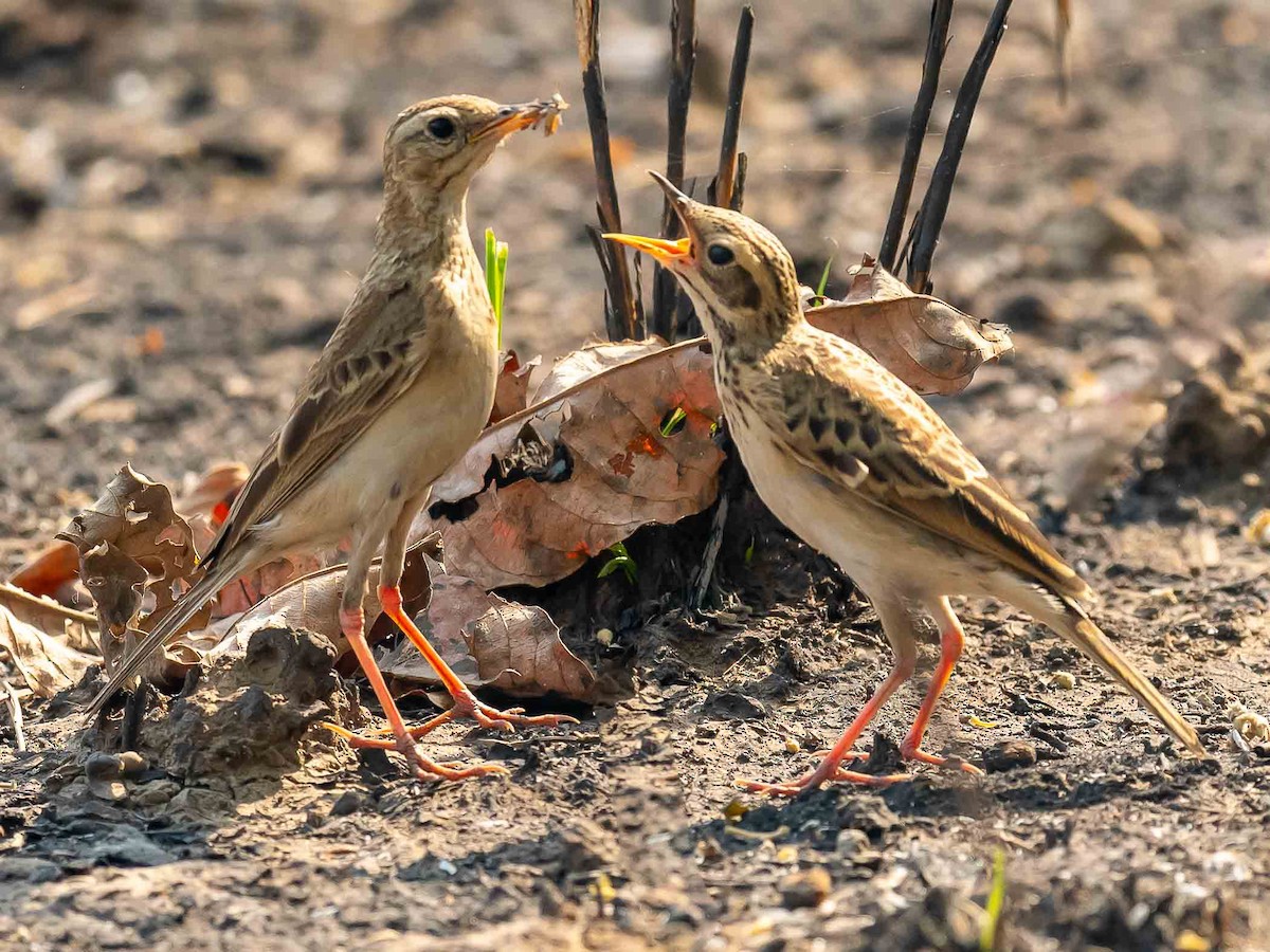 Paddyfield Pipit - Jean-Louis  Carlo