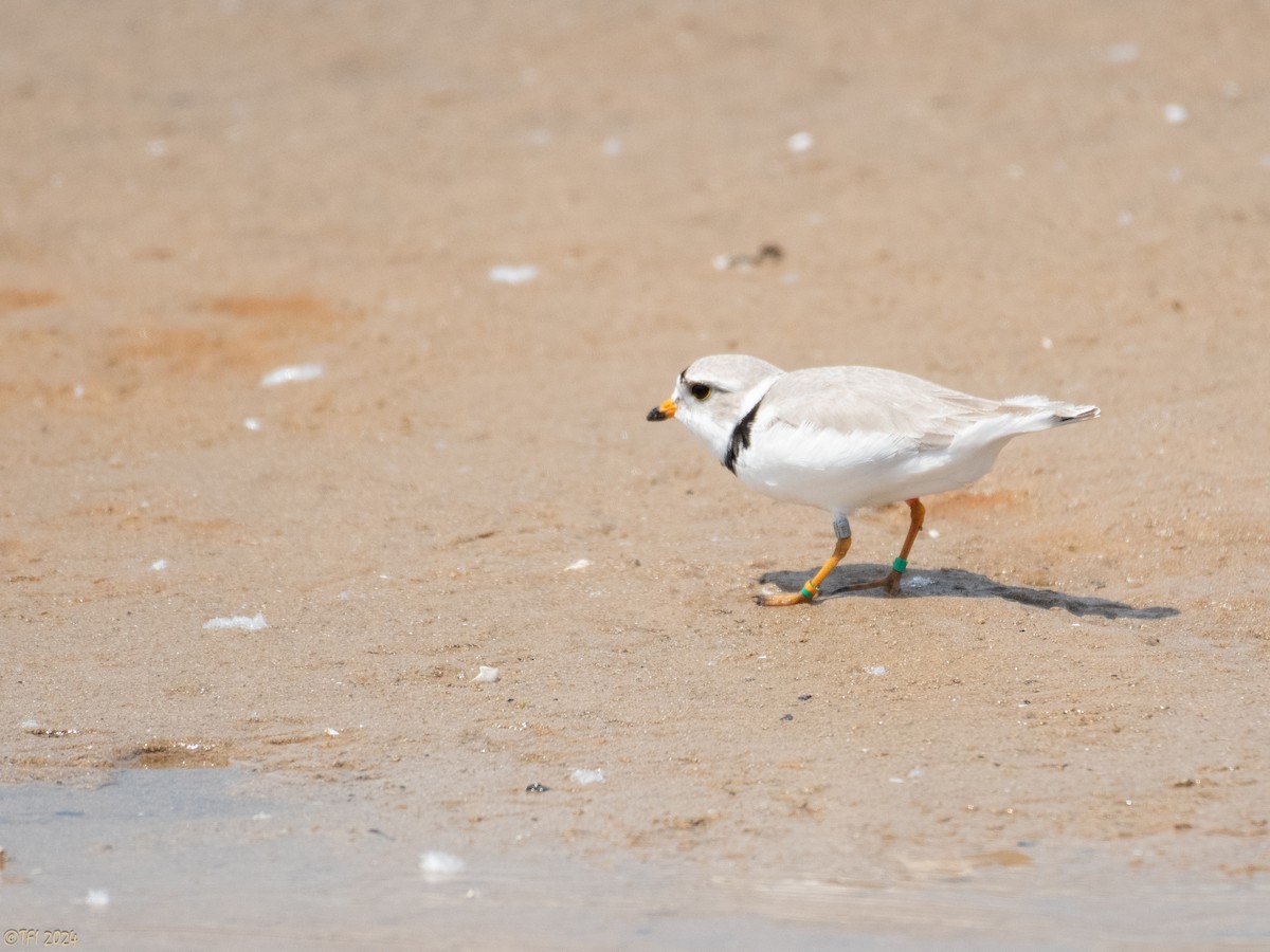 Piping Plover - ML619571219