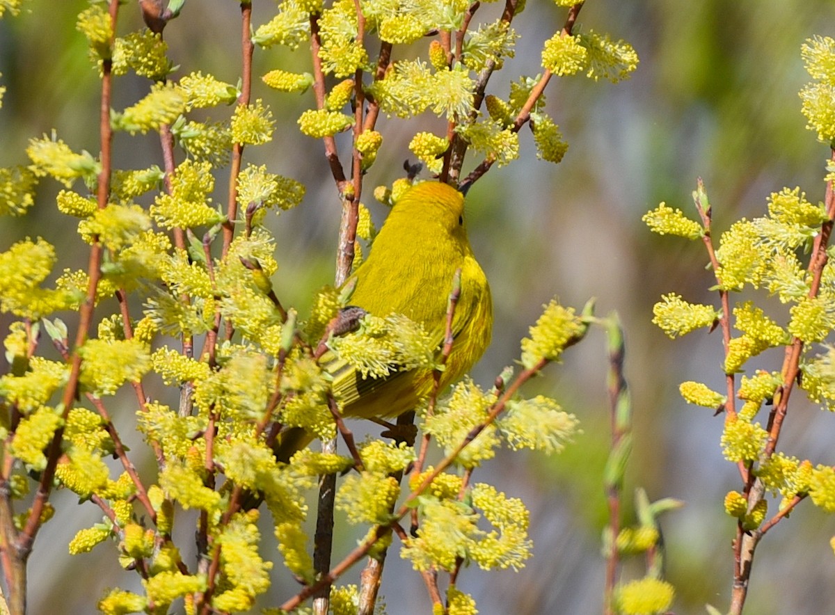 Yellow Warbler - D & I Fennell