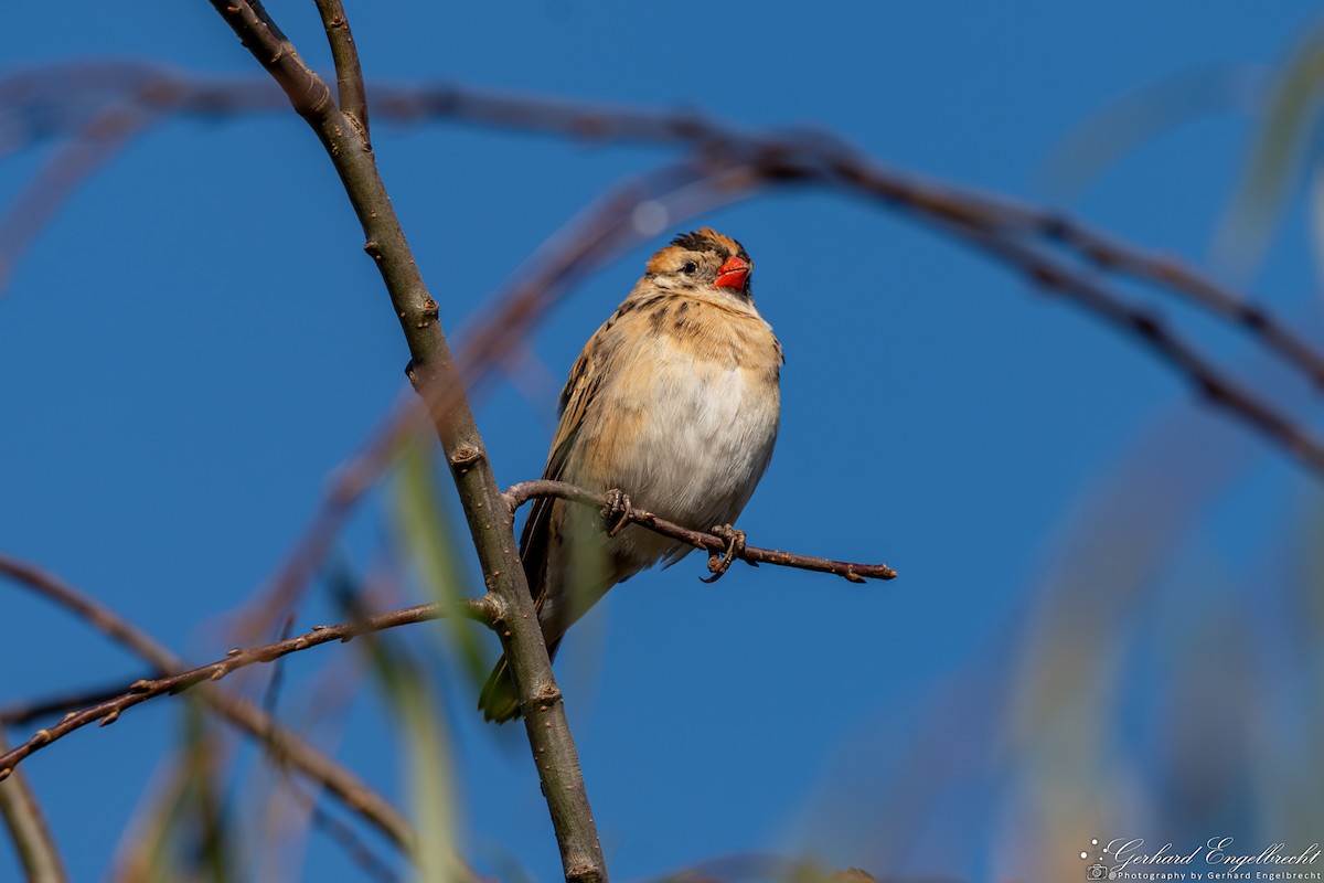 Pin-tailed Whydah - Gerhard Engelbrecht