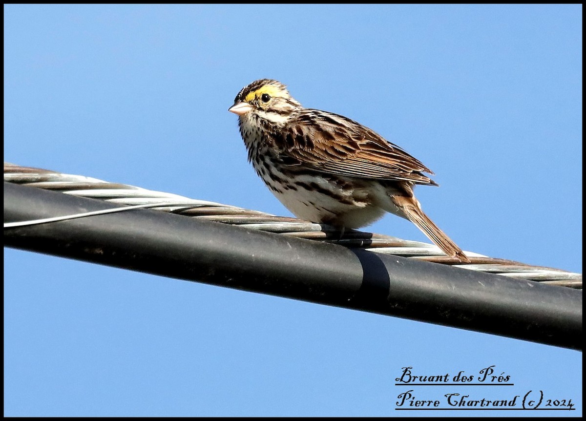 Savannah Sparrow - pierre chartrand