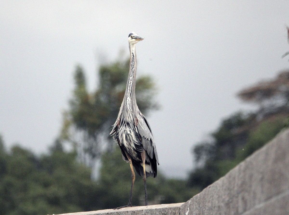 Great Blue Heron - Ann Marshall