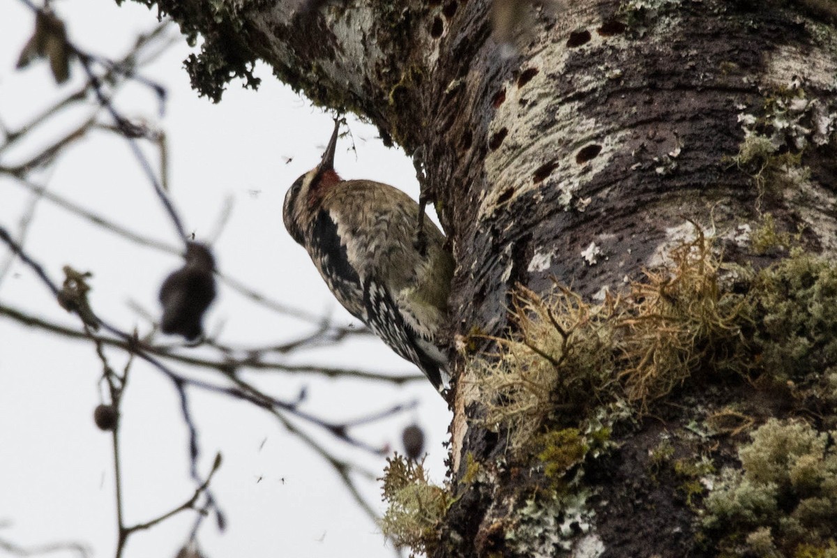 Yellow-bellied Sapsucker - Joshua Little