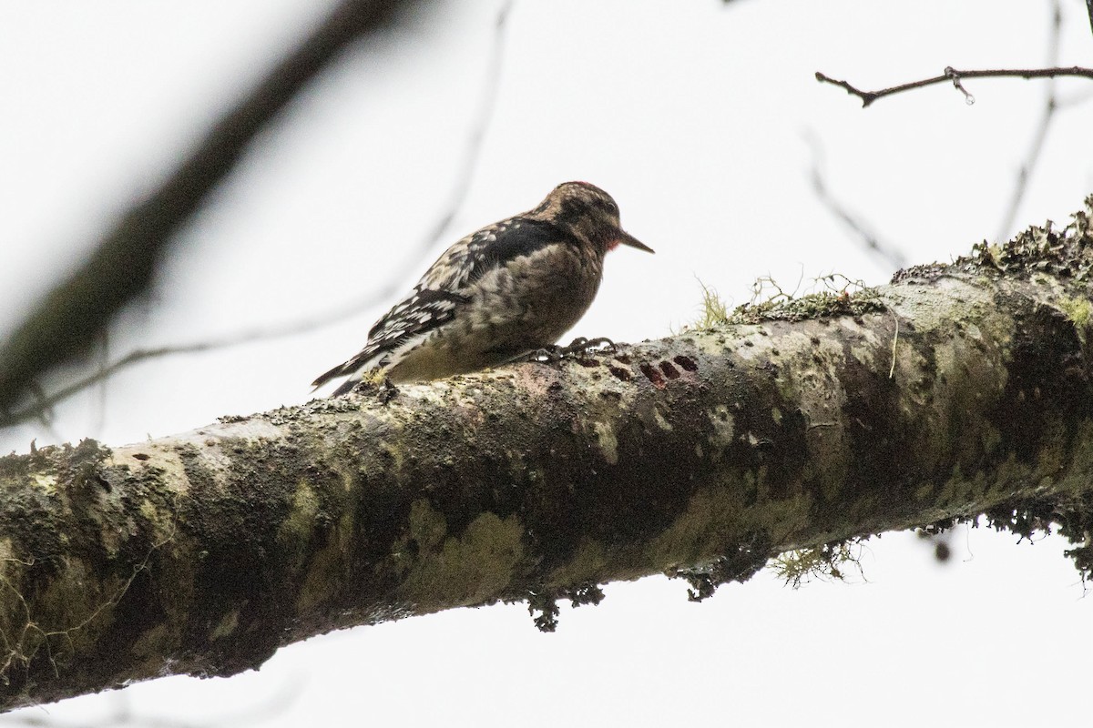 Yellow-bellied Sapsucker - Joshua Little