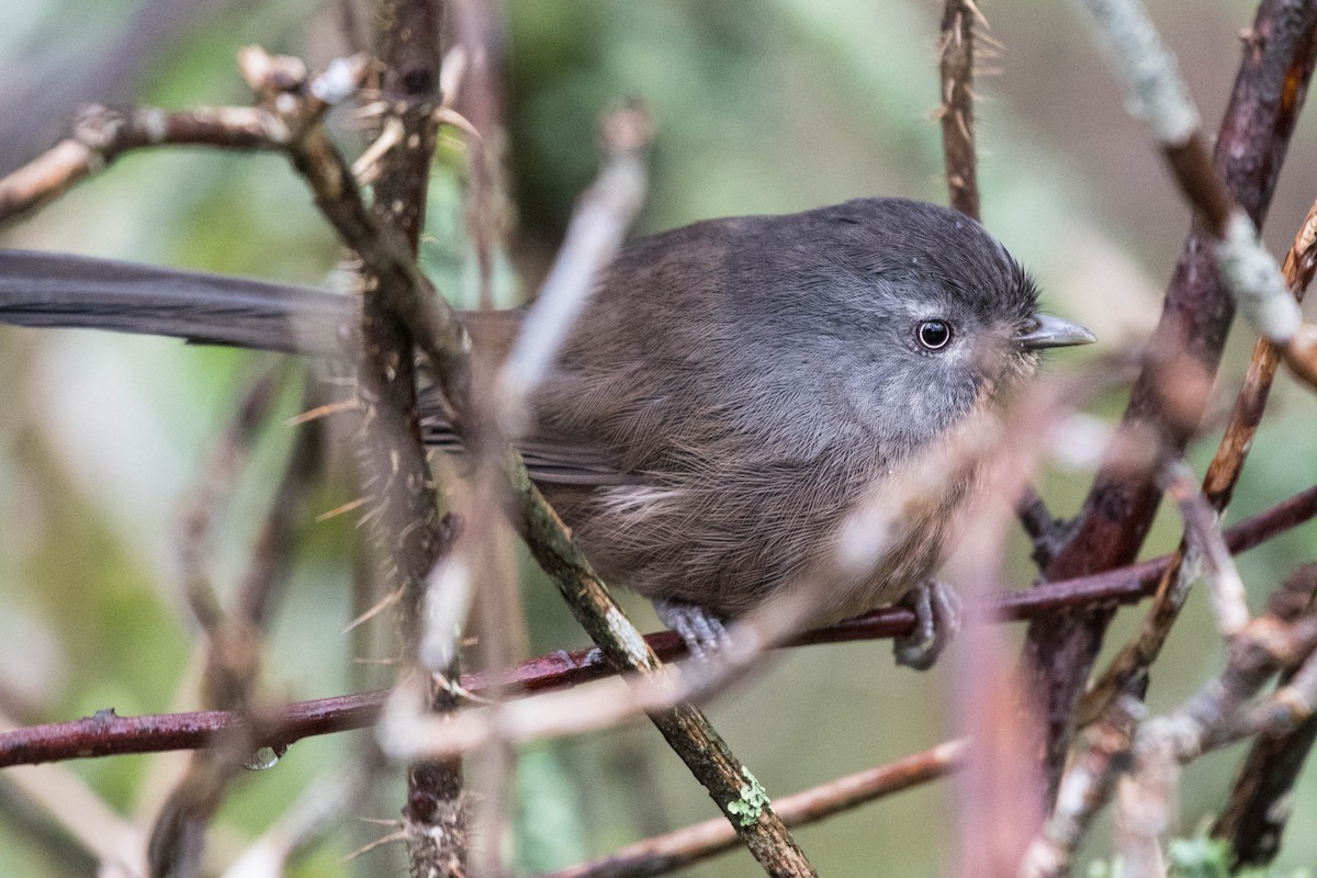 Wrentit - Joshua Little