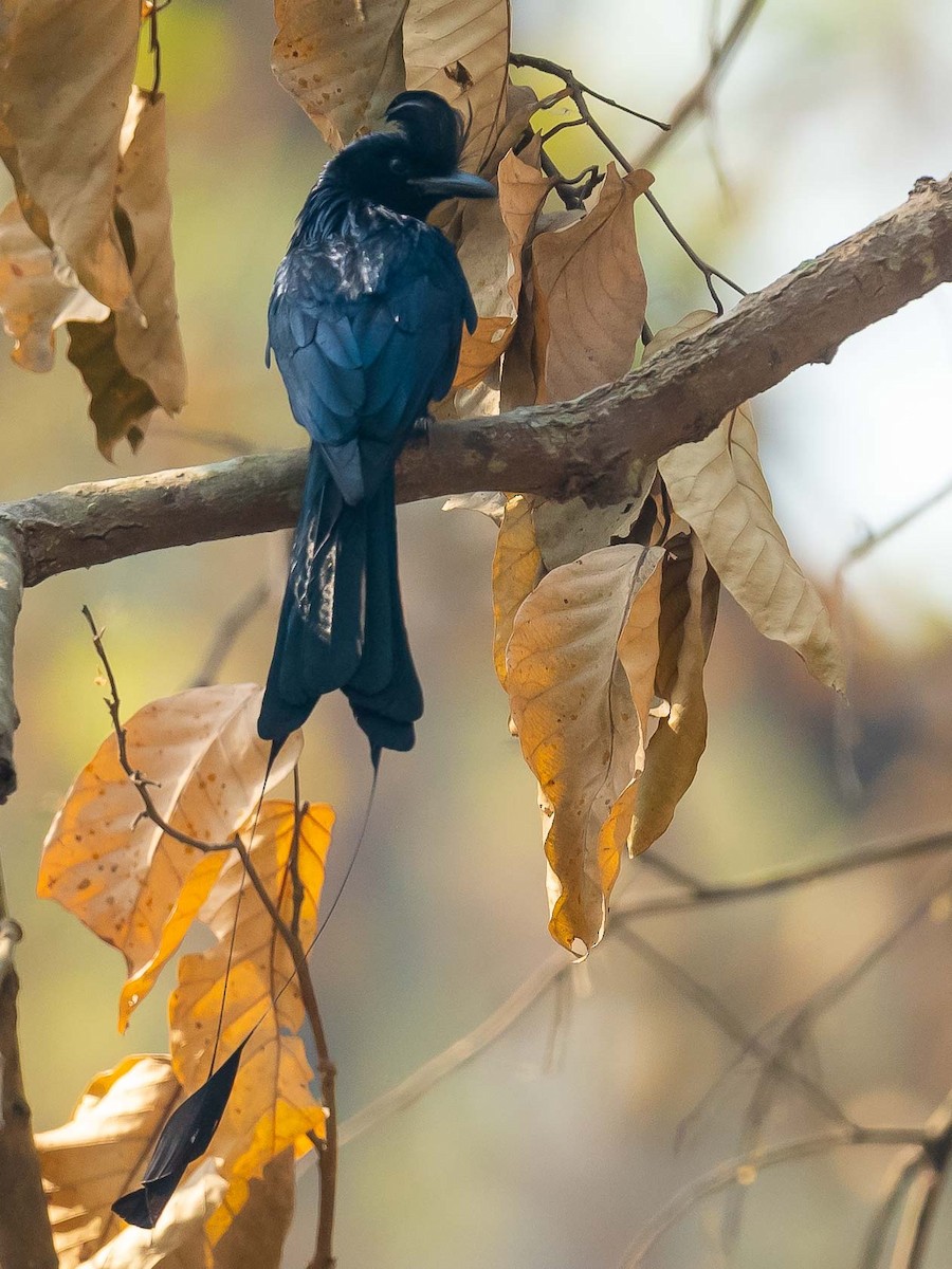 Greater Racket-tailed Drongo - Jean-Louis  Carlo