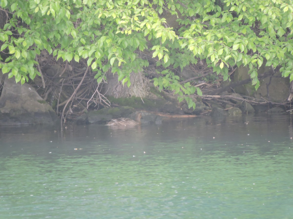 Northern Pintail - ML619571253