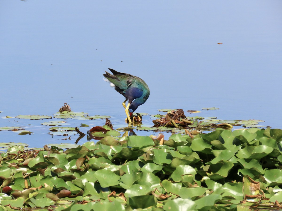 Purple Gallinule - ML619571256