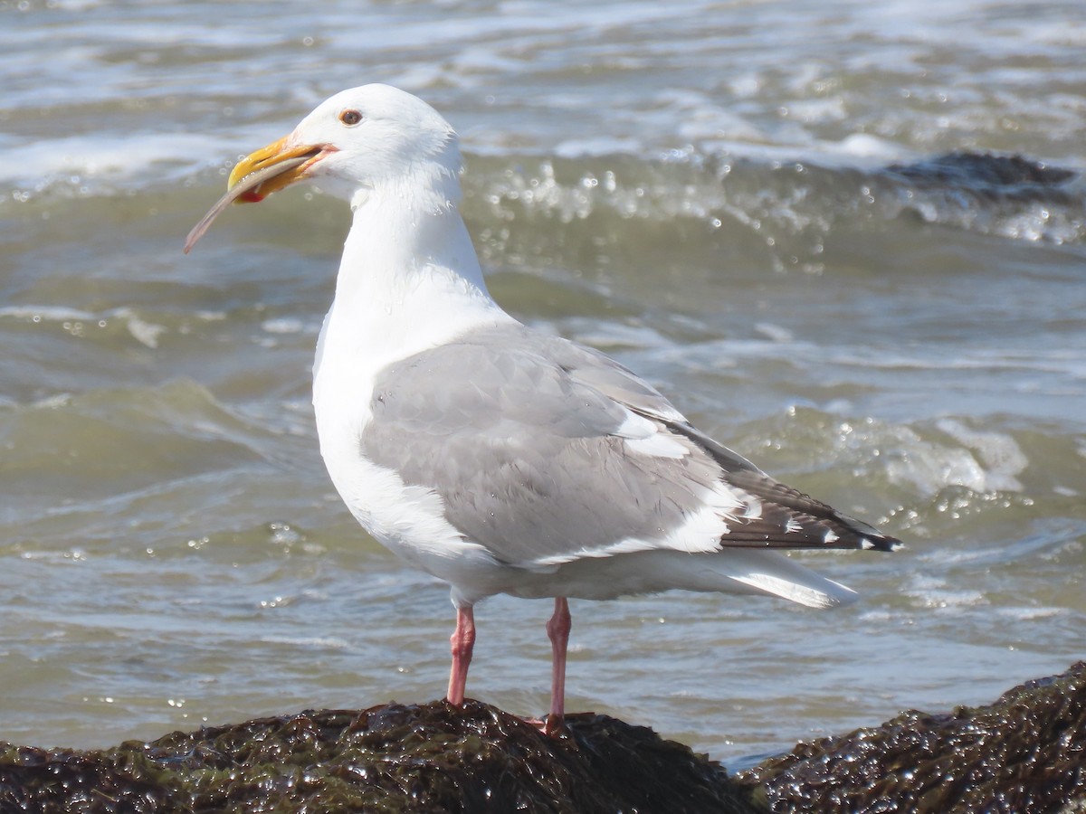 Western Gull - Nancy Stotz