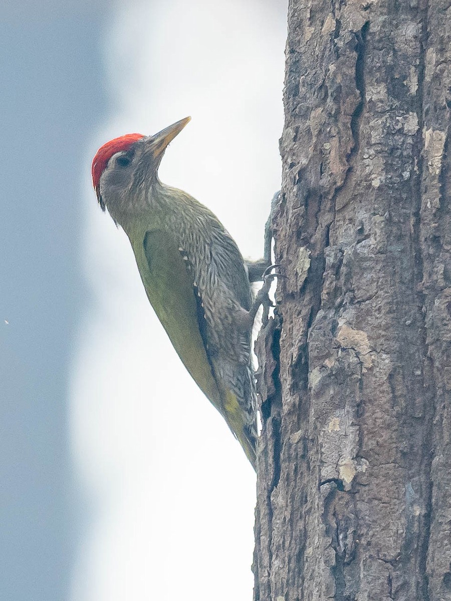 Streak-throated Woodpecker - Jean-Louis  Carlo