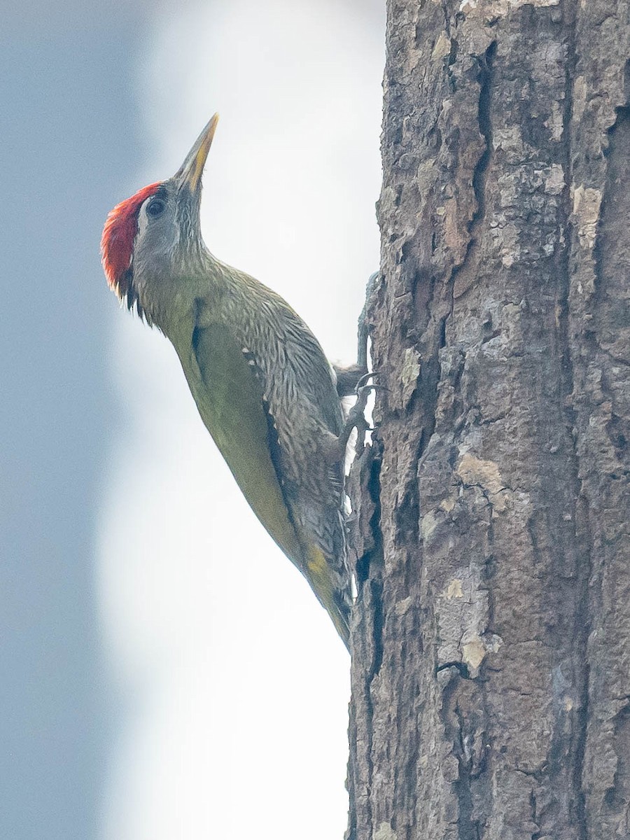 Streak-throated Woodpecker - Jean-Louis  Carlo