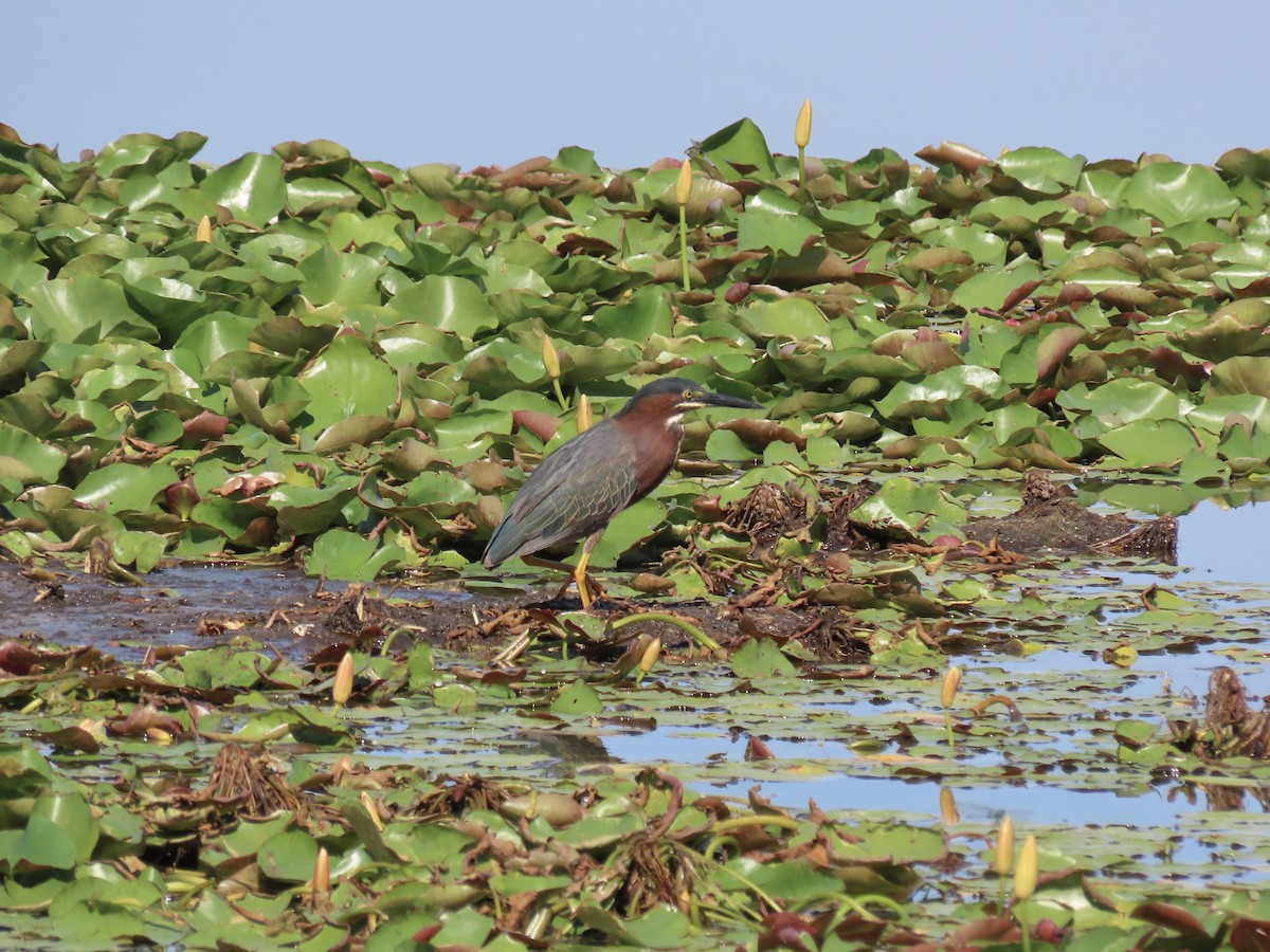 Green Heron - Anonymous