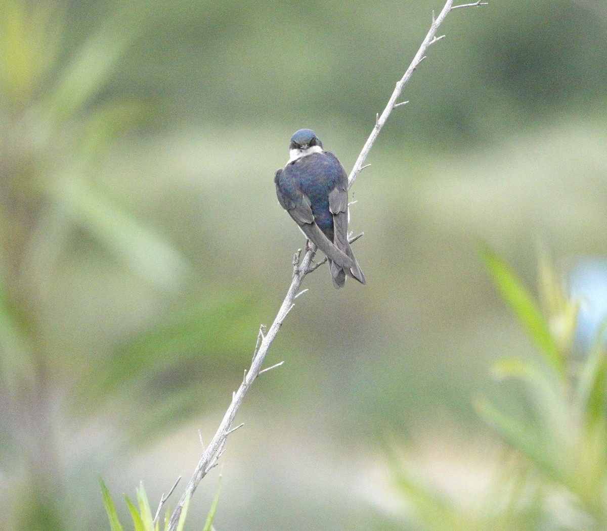 Tree Swallow - Ann Marshall