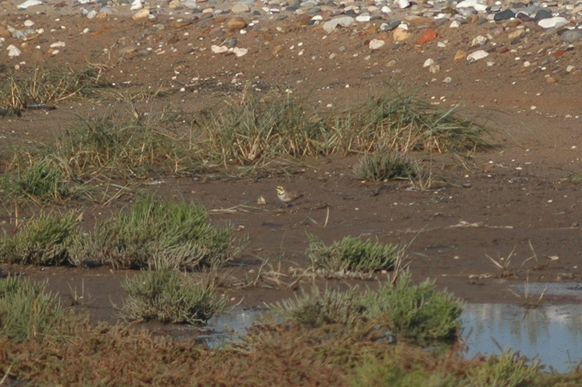 Horned Lark - Ray Scally