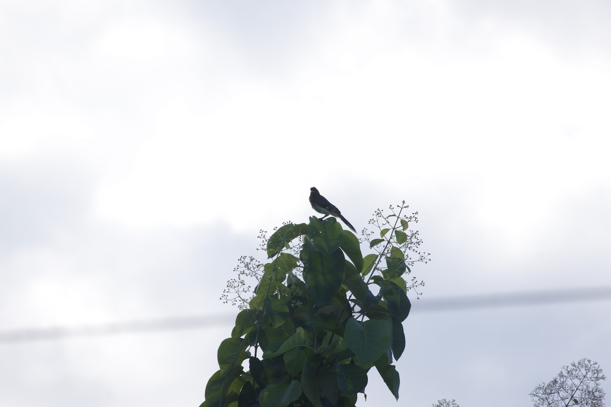 Brown Jay - allie bluestein